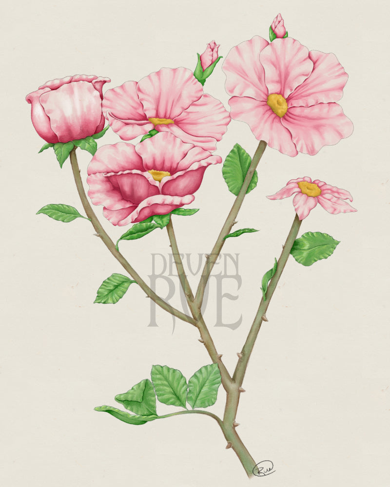 Illustrations & Paintings